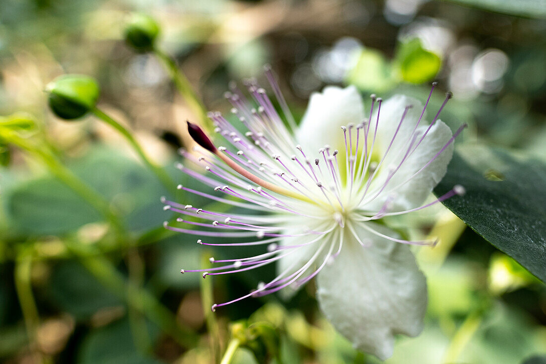 View of a caper flower Capparis spinosa in the Munich Botanical Garden, Muenchen, Bavaria, Germany, Europe