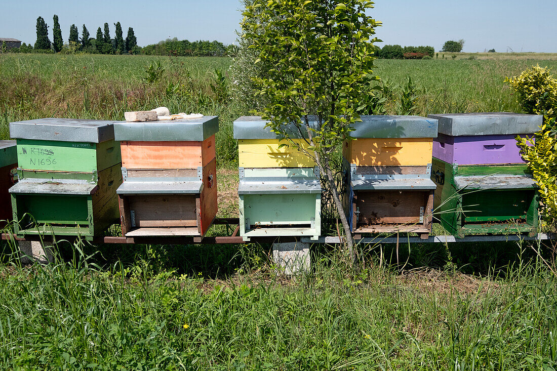Feld mit bunten Bienenkästen, Drizzona, Provinz Cremona, Italien, Europa