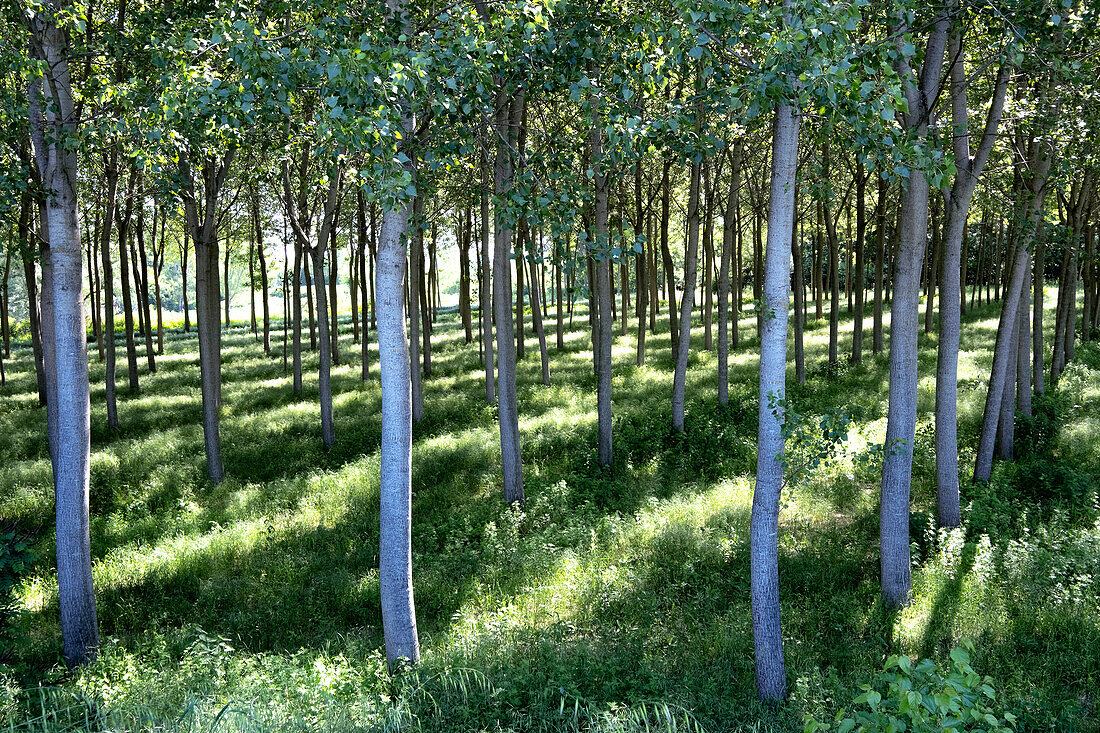 Bäume am Ufer des Oglio, Drizzona, Provinz Cremona, Italien, Europa