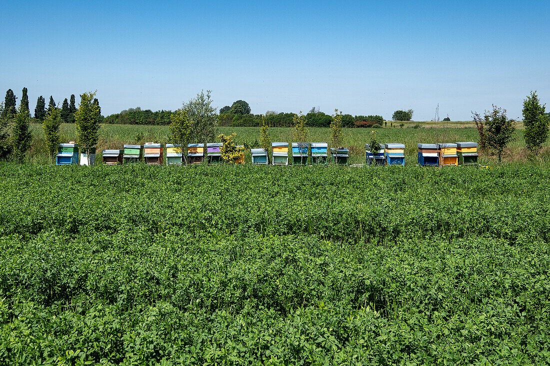 Field with colorful bee boxes, Drizzona, Cremona province, Italy, Europe