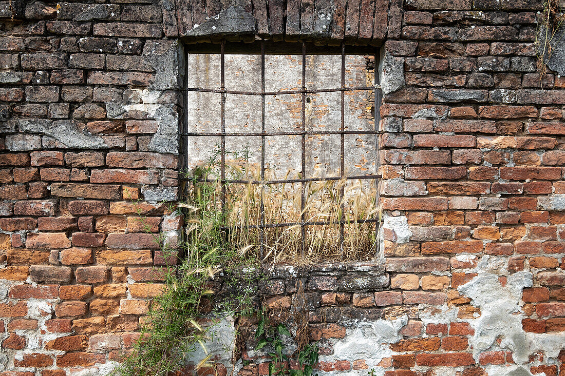 Blick auf ein Weizen verwachsenes Fenster, Drizzona, Provinz Cremona, Italien, Europa