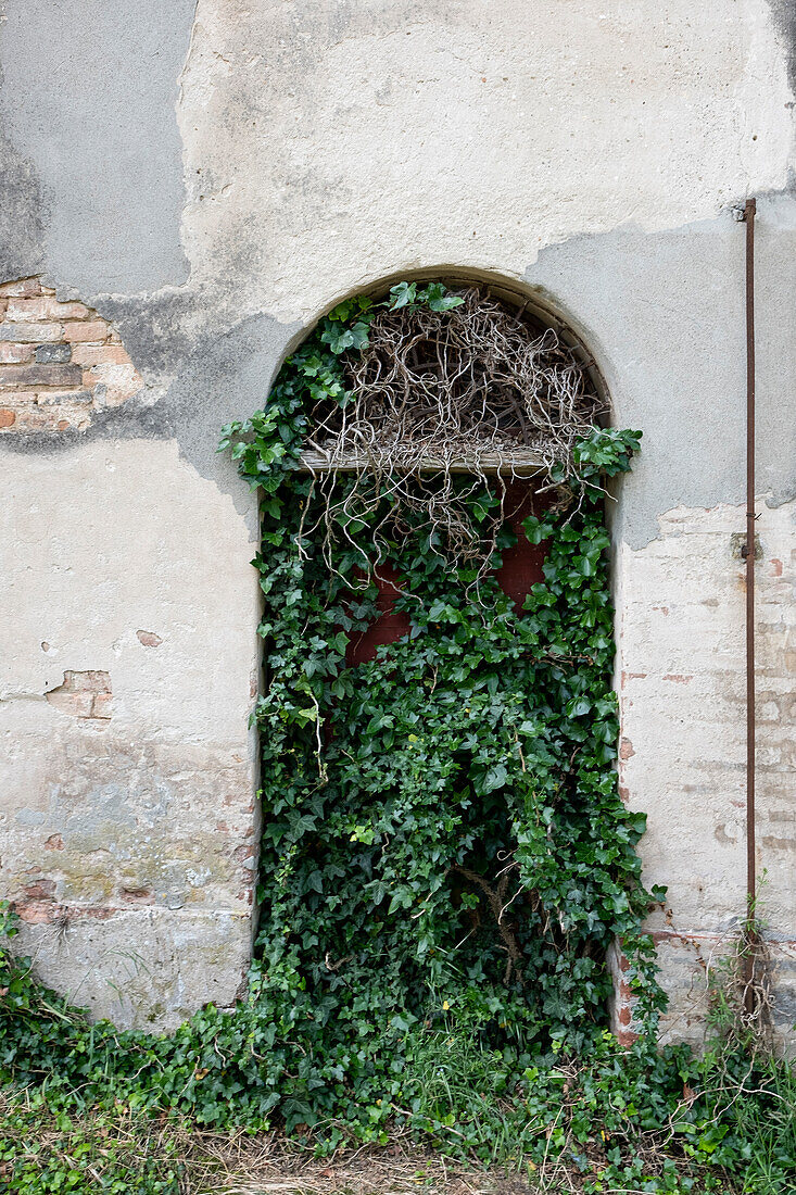 Blick auf eine Efeu verwachsene Türe, Drizzona, Provinz Cremona, Italien, Europa