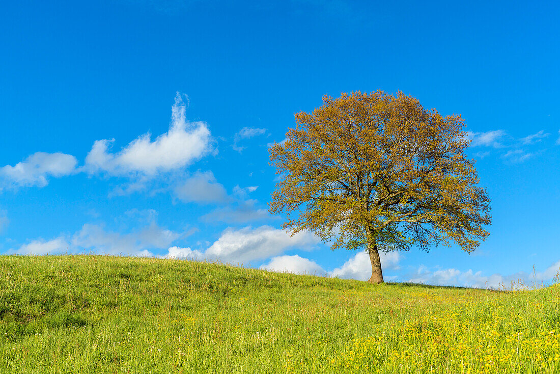 Oak tree in spring, Riegsee, Upper Bavaria, Bavaria, Germany