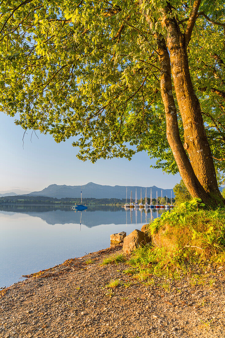 Sailing boats on the Riegsee in front of the Bavarian Alps, Riegsee, Upper Bavaria, Bavaria, Germany