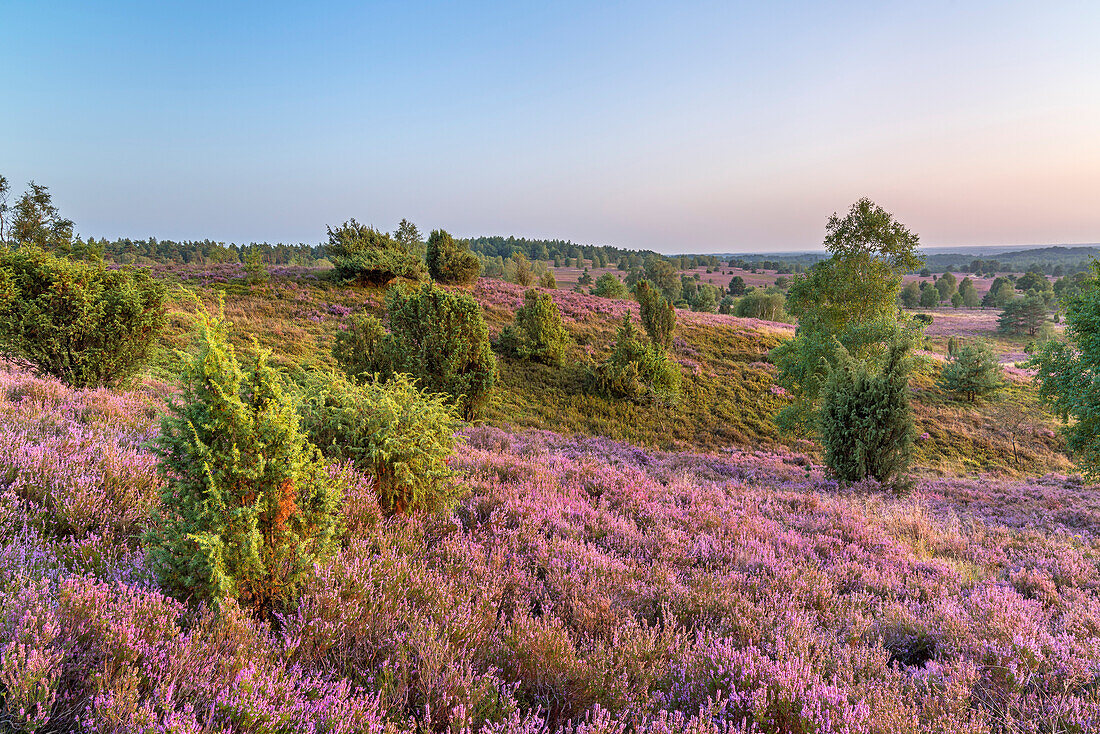 View from Wilseder Berg in Lüneburg Heath, Bispingen, Lower Saxony, Germany