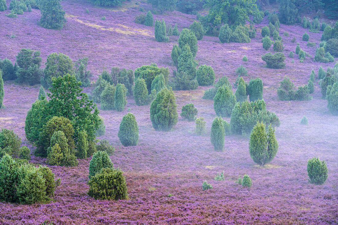 Fog in the Totengrund in the Lüneburg Heath, Wildsede, Bispingen, Lower Saxony, Germany