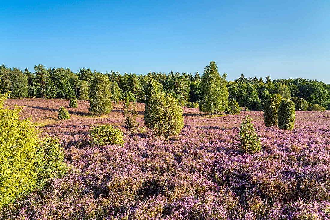 Lüneburg Heath near Bispingen, Lower Saxony, Germany