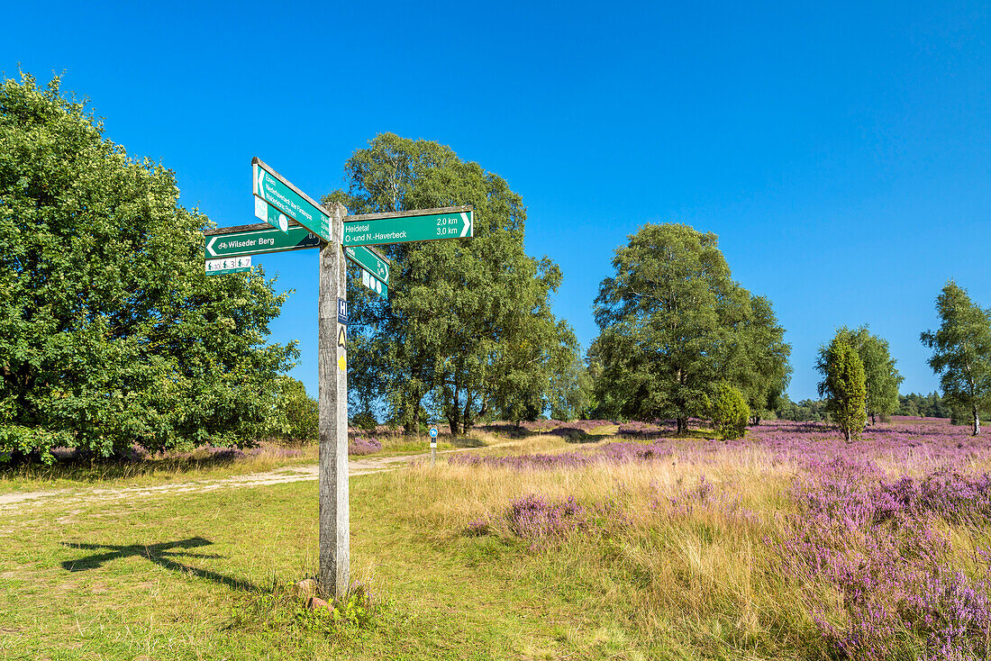 Signpost with hiking trails in the Lüneburg Heath, Bispingen, Lower Saxony, Germany