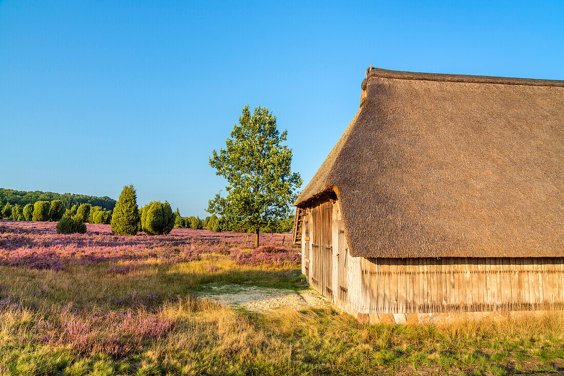 Sheepfold in the Lüneburg Heath near Bispingen, Lower Saxony, Germany