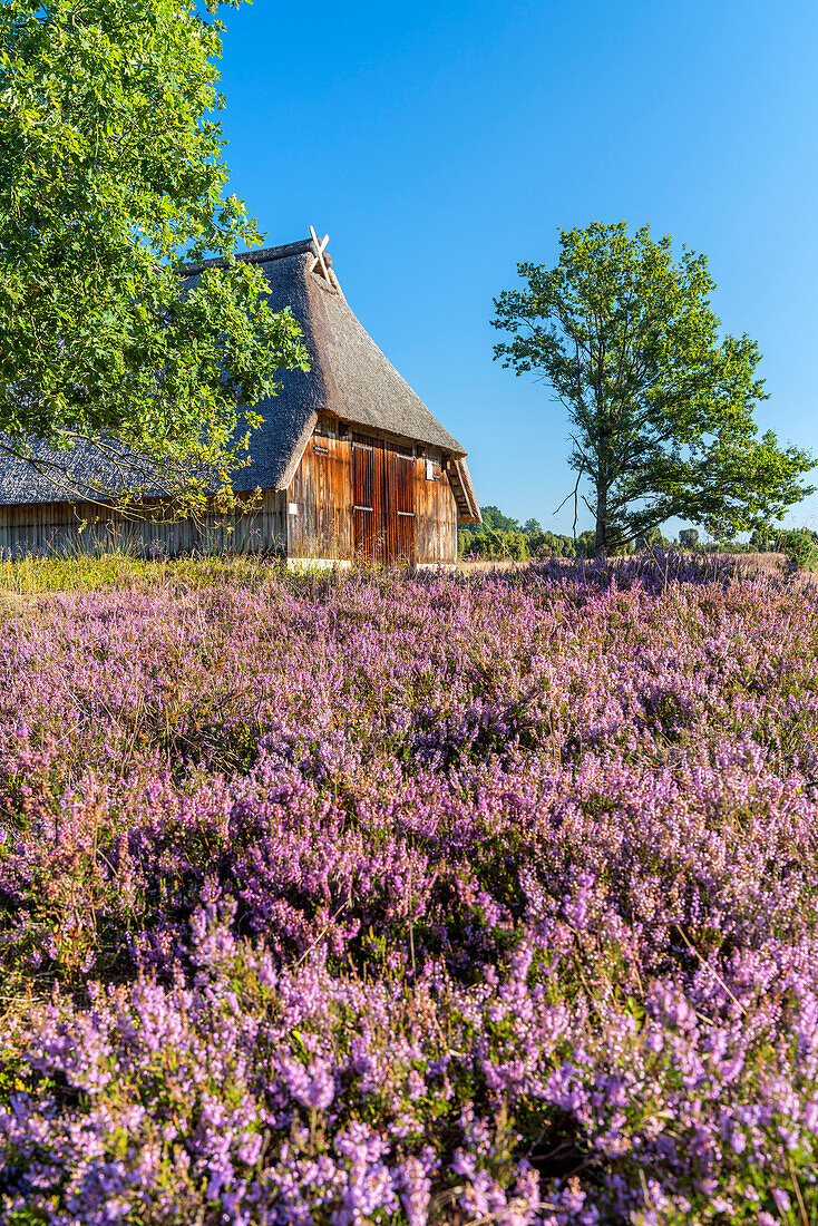 Sheepfold in the Lüneburg Heath near Bispingen, Lower Saxony, Germany