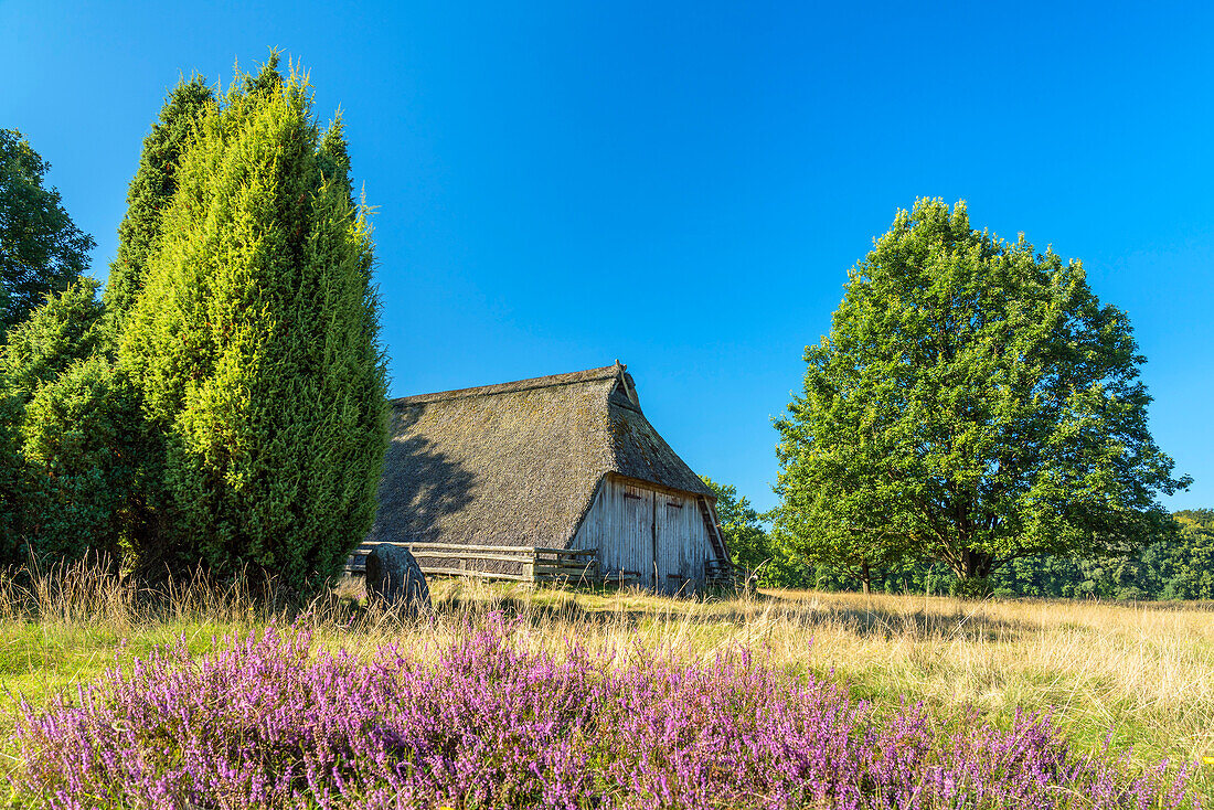 Sheepfold in the Lüneburg Heath near Bispingen, Lower Saxony, Germany