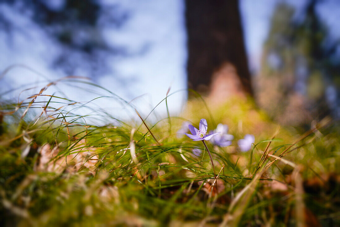 Hepatica in spring forest, Bavaria, Germany, Europe