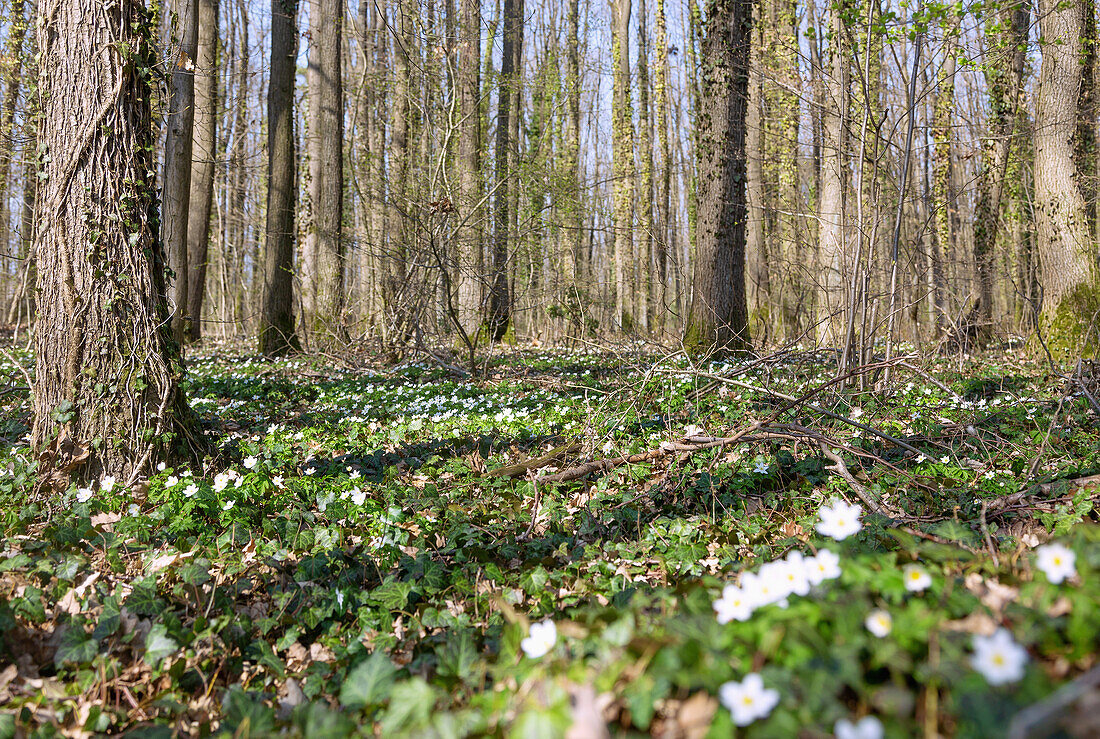 Forest near Buttenheim in Upper Franconia with blooming wood anemone, Anemone nemorosa in spring
