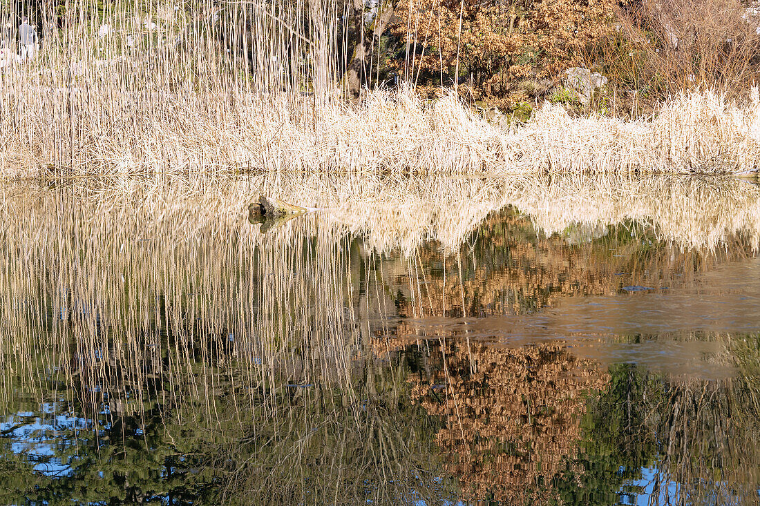 Teich mit Wasserspiegelung von trockenem Schilfgras und Büschen mit Herbstlaub, Bayern, Deutschland