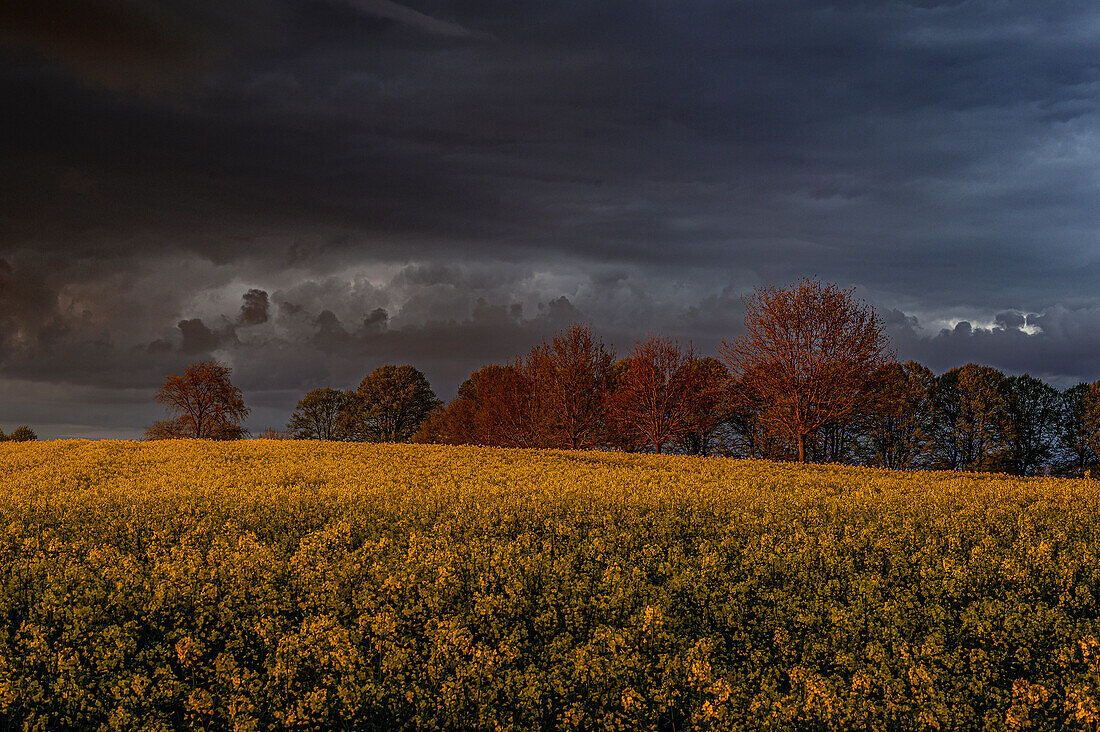 Rape fields near Travenmünde, Lübeck, Bay of Lübeck, Germany