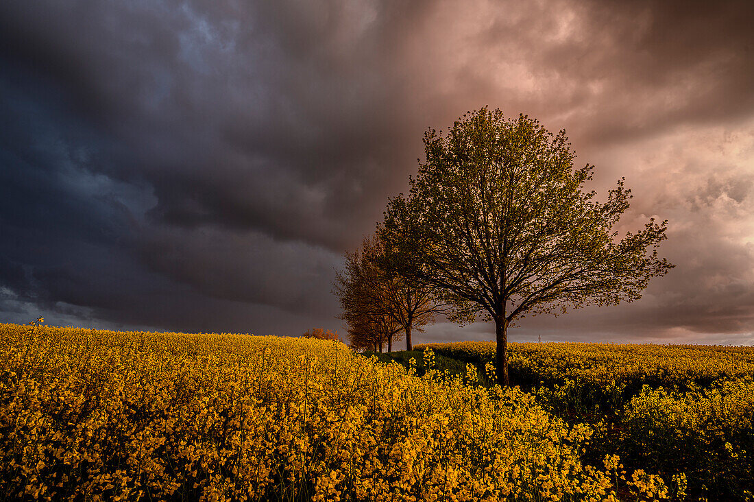 Rape fields near Travenmünde, Lübeck, Bay of Lübeck, Germany