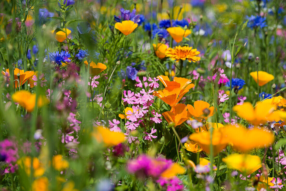 Flower meadow for insects, near Staufen im Breisgau, Markgräflerland, Black Forest, Baden-Württemberg, Germany