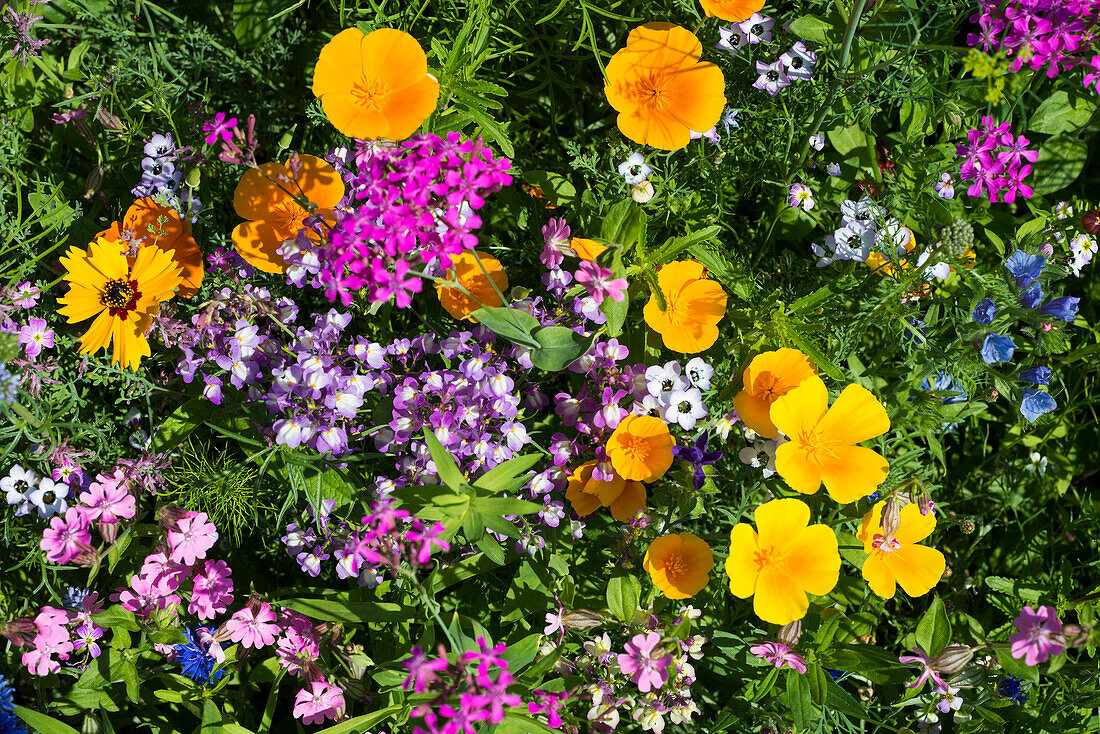 Flower meadow for insects, near Staufen im Breisgau, Markgräflerland, Black Forest, Baden-Württemberg, Germany