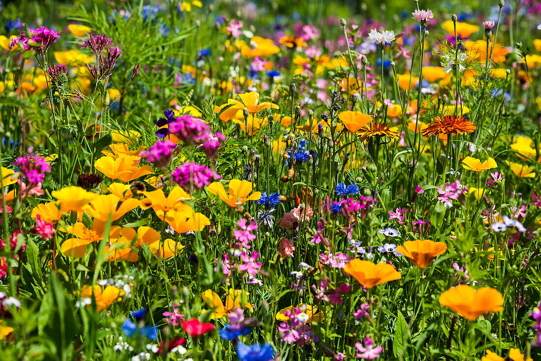 Flower meadow for insects, near Staufen im Breisgau, Markgräflerland, Black Forest, Baden-Württemberg, Germany
