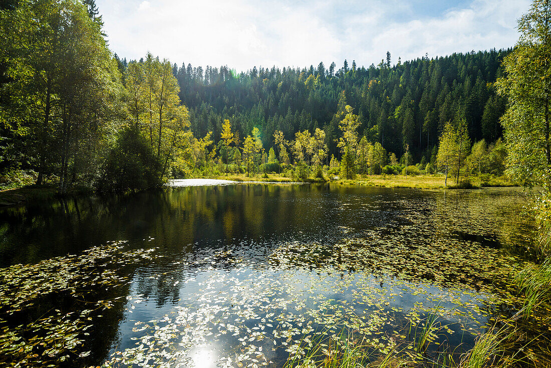 Moorsee, Ellbachsee, Kniebis, Freudenstadt district, Black Forest, Baden-Württemberg, Germany