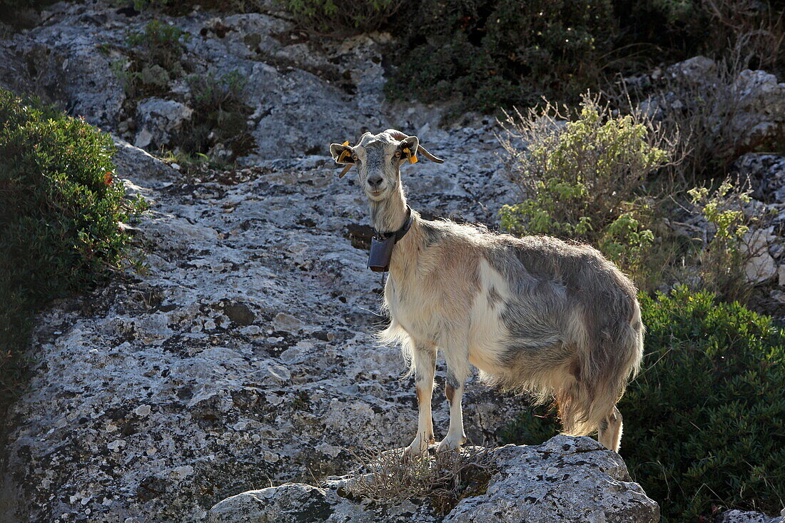 Mountain Goats, Ithaca, Ionian Islands, Greece
