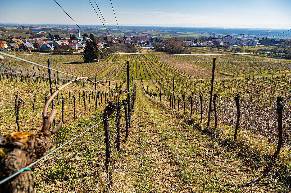 Blick ins Rheinthal vom kleinen Weintor, Schweigen-Rechtenbach, Südliche Weinstraße, Rheinland-Pfalz, Deutschland, Europa