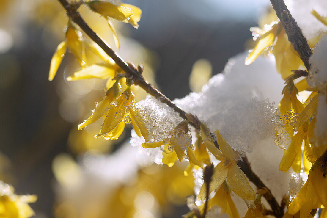 blühende Forsythie, Forsythia, mit Schnee und Eiskristallen