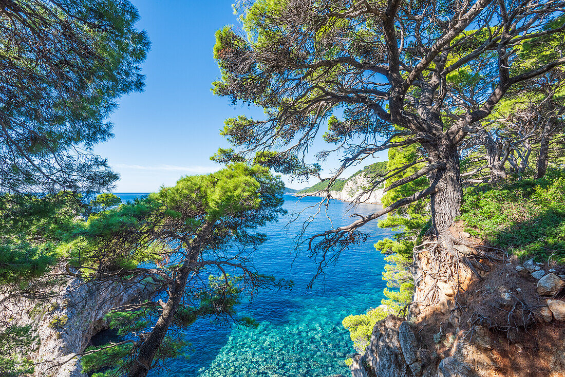 Kiefern an der Küste der Insel Kolocep nahe Dubrovnik, Kroatien