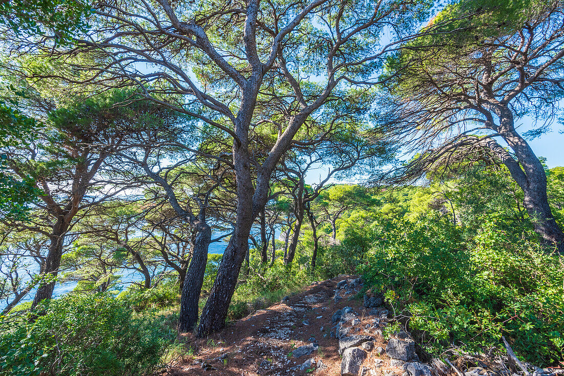 Kiefernwald auf der Insel Koločep nahe Dubrovnik, Kroatien