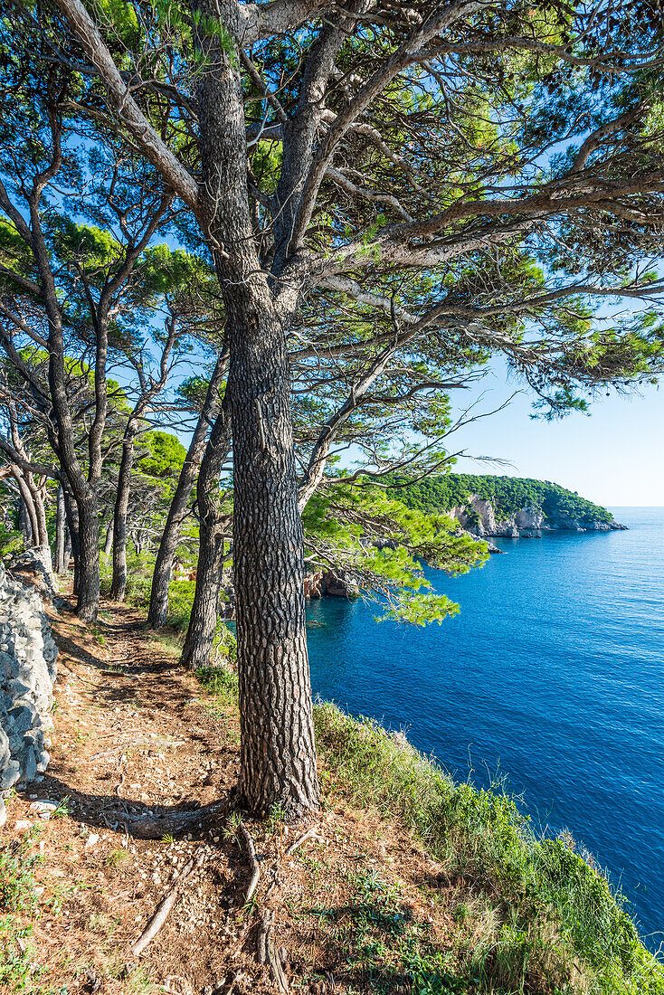 Kiefern an der Küste der Insel Koločep nahe Dubrovnik, Kroatien