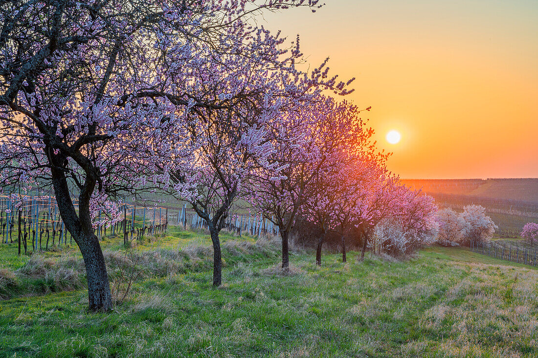 Sunrise with almond blossoms at the Hofgut and former monastery Geilweilerhof, Siebeldingen, German Wine Route, Palatinate Forest, Southern Wine Route, Rhineland-Palatinate, Germany