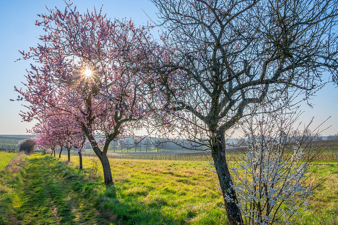 Sunrise with almond blossoms at the Hofgut and former monastery Geilweilerhof, Siebeldingen, German Wine Route, Palatinate Forest, Southern Wine Route, Rhineland-Palatinate, Germany