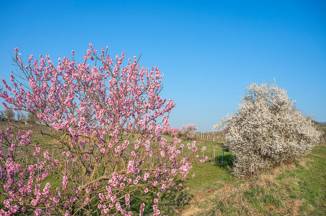 Almond blossom at the Hofgut and former monastery Geilweilerhof, today Institute for Vine Breeding Siebeldingen, German Wine Route, Palatinate Forest, Southern Wine Route, Rhineland-Palatinate, Germany