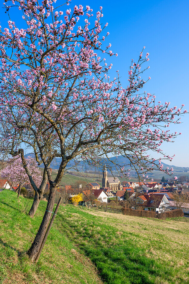 Blossoming almond trees with a view from the vineyard towards the village of Birkweiler, German Wine Route, Palatinate Forest, Southern Wine Route, Rhineland-Palatinate, Germany