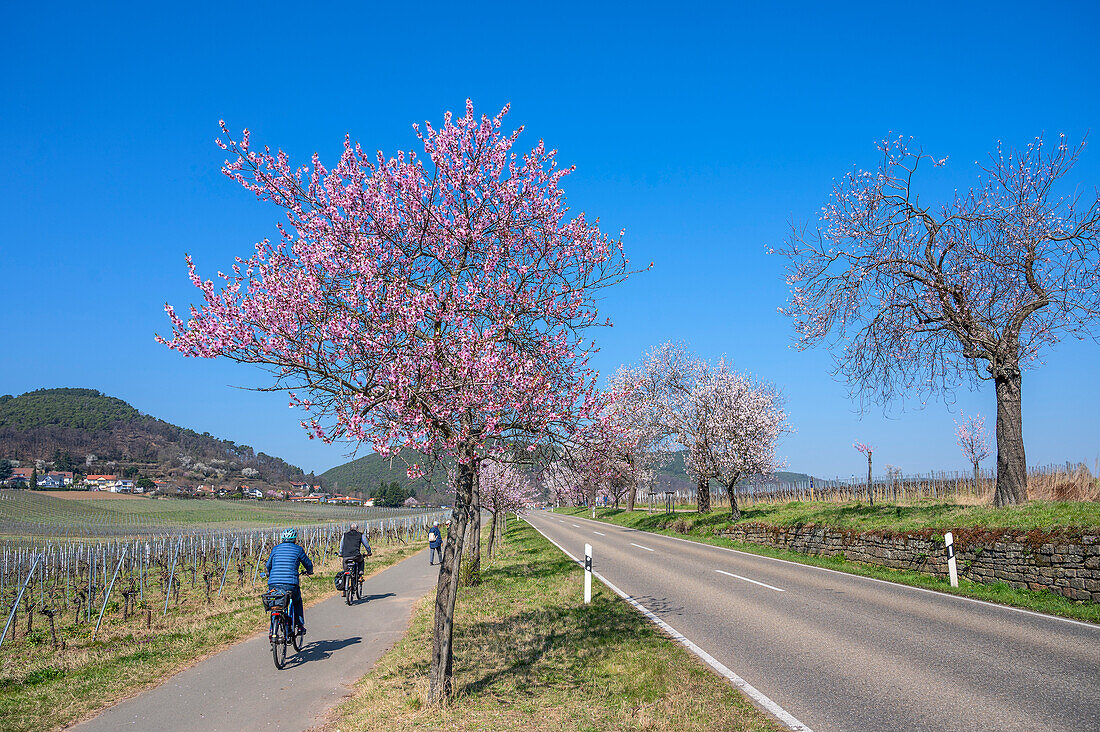 Landstraße bei Haardt zur Zeit der Mandelblüte, Gimmeldingen, Neustadt an der Weinstrasse, Deutsche Weinstraße, Rheinland-Pfalz, Deutschland