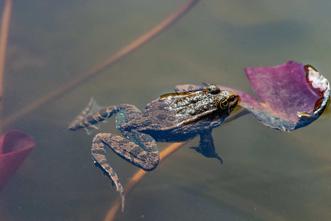 Grüner Frosch auf einem Lotusblatt im See