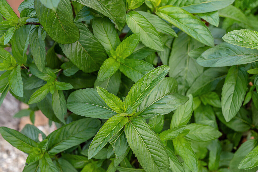 Close-up of a Mentha plant of the species "Chutney"