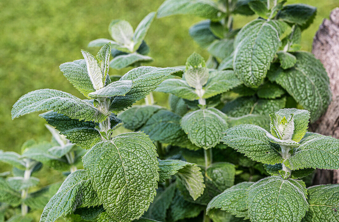 Close-up of a Mentha plant of the species "Hollandia"
