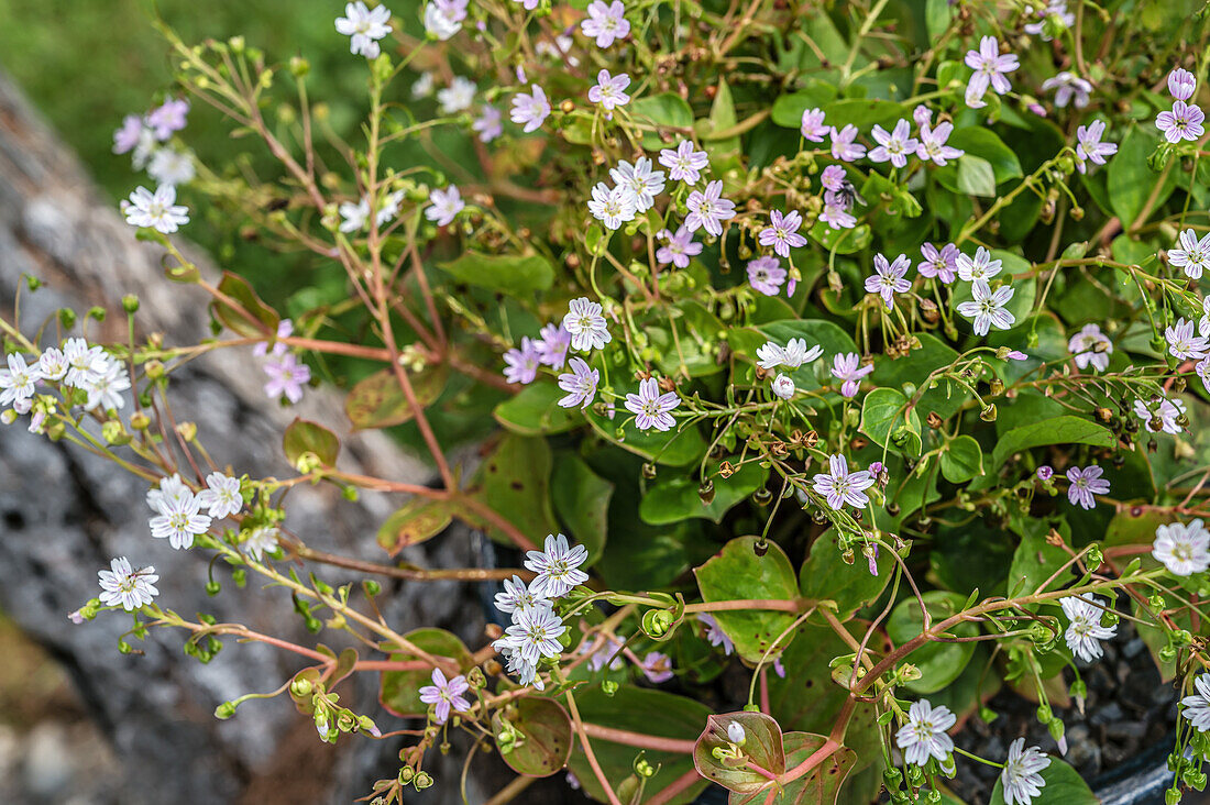 Nahaufnahme einer Portulak Pflanze (Montia Sibirica) mit Blumen