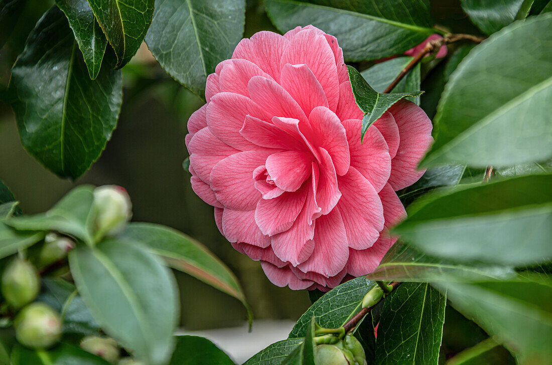 Close-up of the pink flowers of Camellia Japonica 'Il Tramonto' at Zuschendorf Castle, Saxony, Germany