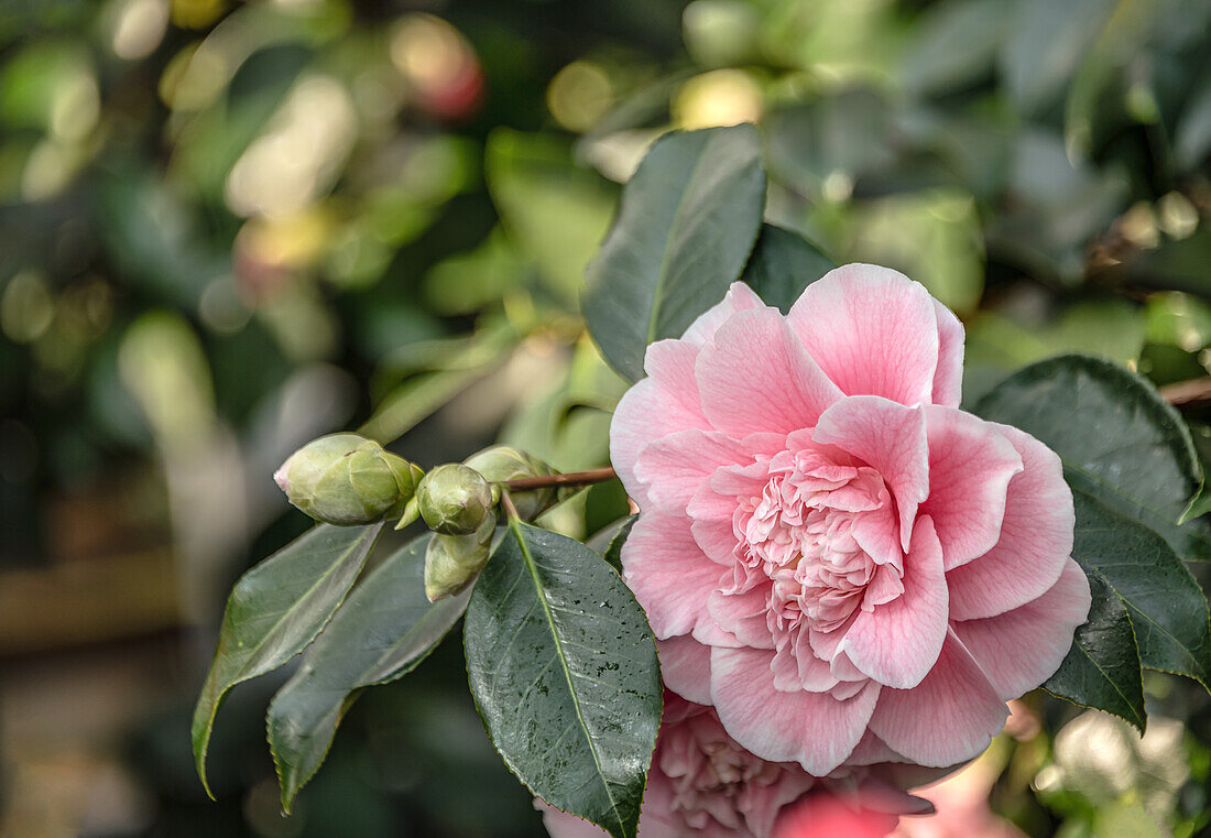 Nahaufnahme der rosafarbenen Blüten der Camellia Japonica ,Chandlers Elegans' im Landschloss Zuschendorf, Sachsen, Deutschland
