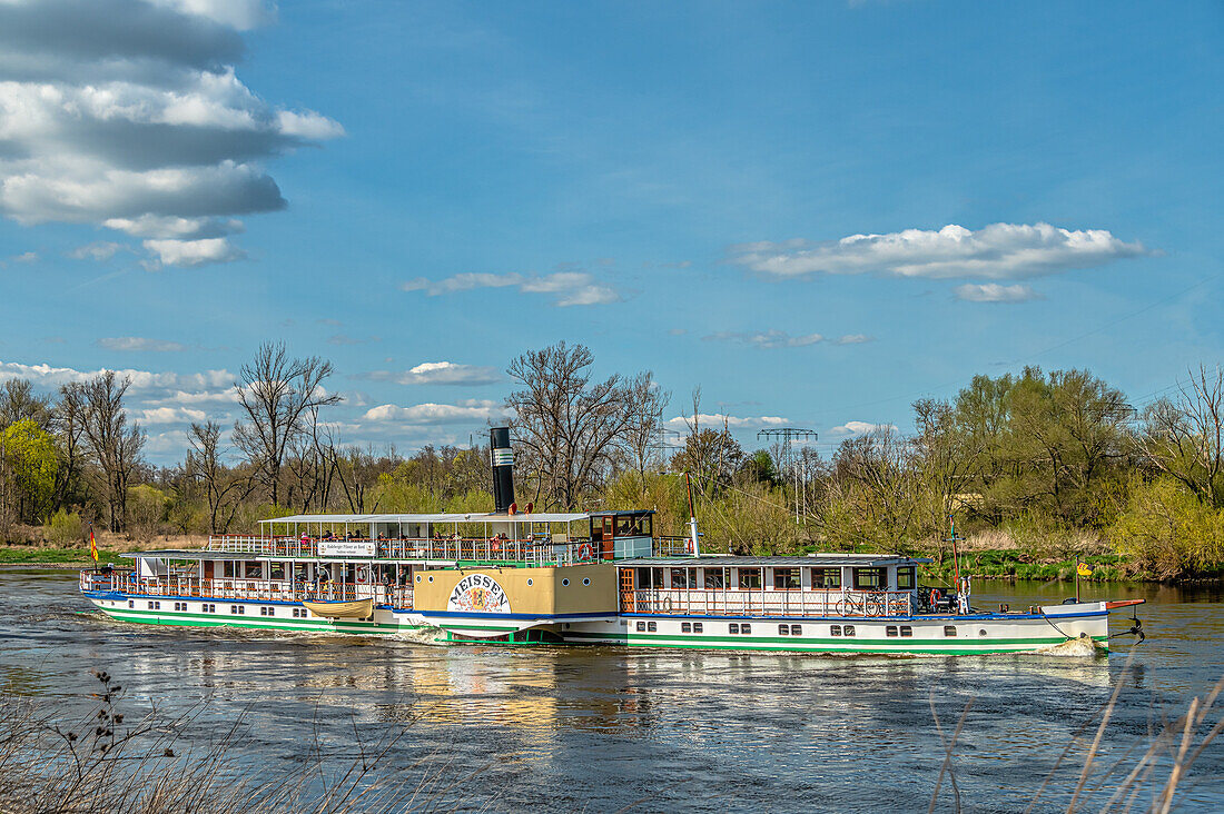 Steamboat "Meissen" seen from the Elbe cycle path on the left bank of the Elbe, Dresden, Saxony, Germany