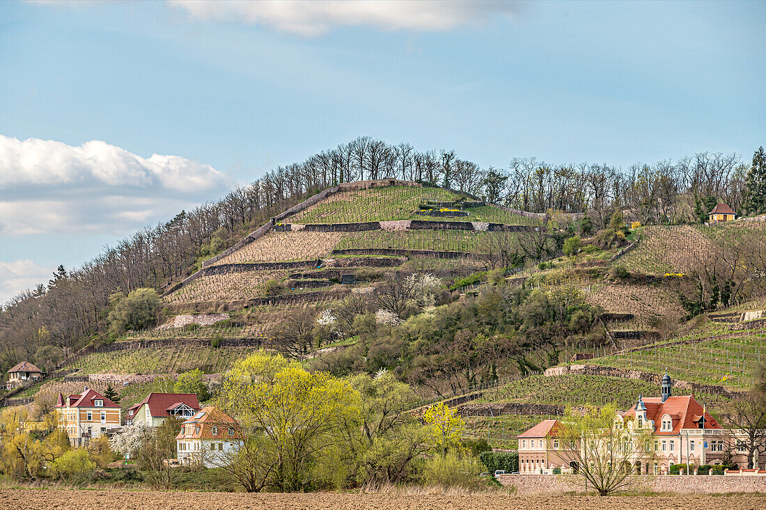 Weinberge des Spaargebirges vom Elberadweg zwischen Dresden und Meissen am linken Elbufer aus gesehen, Sachsen, Deutschland