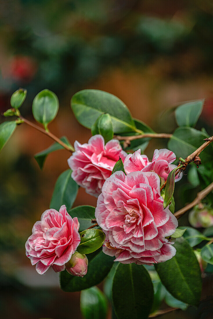 Close-up of the pink flowers of the Camellia Japonica 'Herme Rot' at Zuschendorf Castle, Saxony, Germany