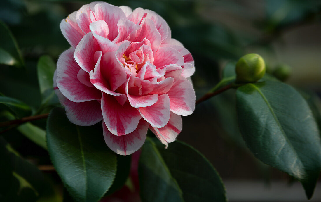 Close-up of the pink flowers of the Camellia Japonica 'Herme Rot' at Zuschendorf Castle, Saxony, Germany