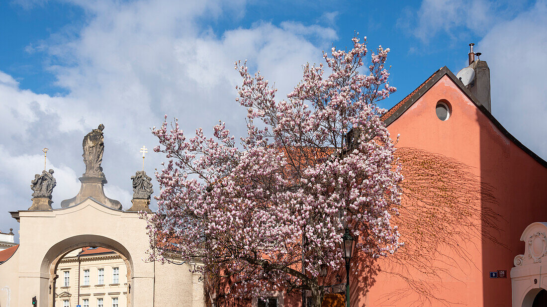 Entrance portal to Strahov Monastery (Czech: Strahovský klášter), flowering tulip tree, Prague, Czech Republic