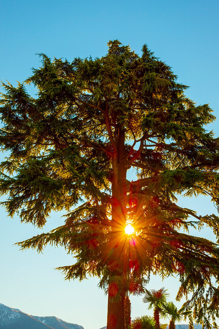 Baum mit Sonnenstrahl und klarem Himmel in Ascona, Schweiz
