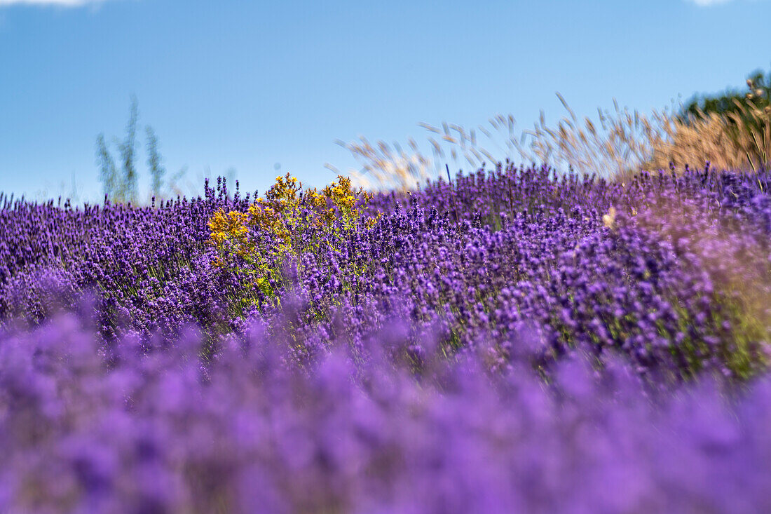 Lavender fields in bloom on the Valensole plateau