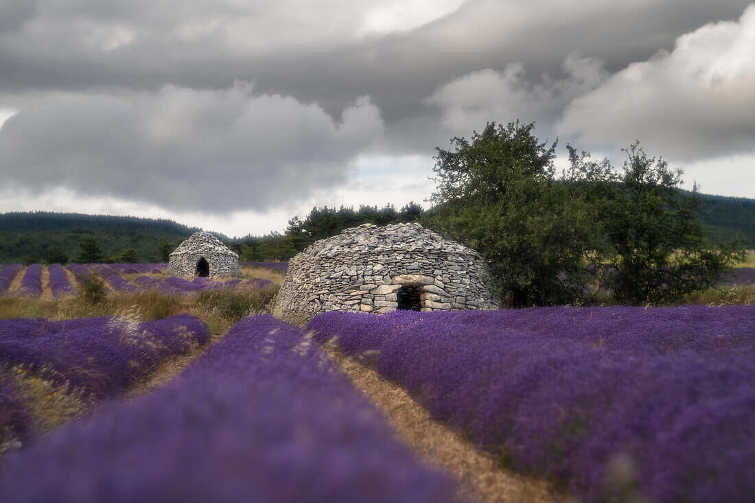 Lavendelfelder in voller Blüte in der Hochebene von Valensole mit traditionellen, typischen Steingebäuden, Provence, Frankreich