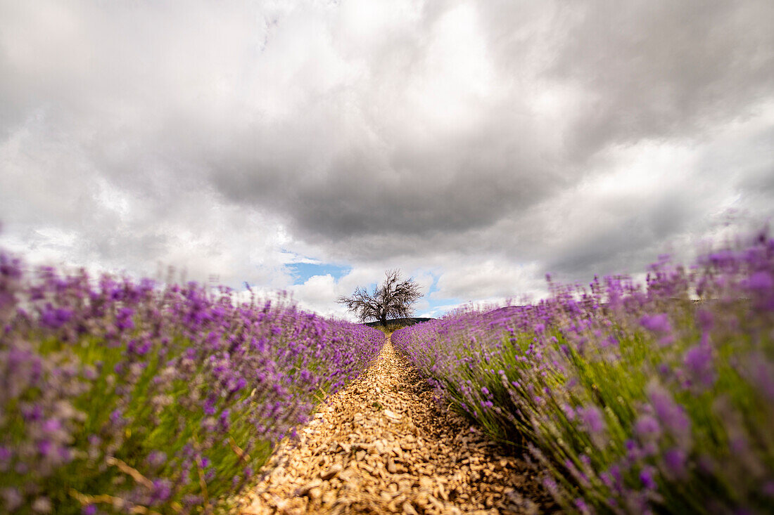 Fields of lavender in bloom on the Valensole plateau with mature tree standing solo.